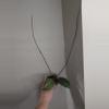 plant/Hoya verticillata ‘Tanggamus Albomarginata’-1-thumbnail