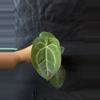 plant/P35-5 [(mag x aos)x(forgetii x carla)] x [(KOS x dorayaki) x Velvet Mask]-0-thumbnail
