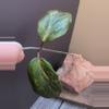 plant/Hoya Crocodile top cut-1-thumbnail
