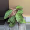 plant/Hoya 'Icensis' (Splash) (formerly Patcharawalai 023)-0-thumbnail