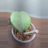 plant/Hoya kerrii (silver)-1-thumbnail