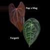 plant/P35-7 (pap x mag) x forgetii-1-thumbnail