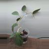 plant/Hoya subquintuplinervis (formerly H. pachyclada)-2-thumbnail