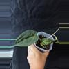 plant/P35-19 (pap x mag) x forgetii-0-thumbnail