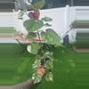 plant/Var Mahoe-0-thumbnail