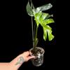 plant/M. Thai constellation-2-thumbnail
