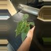 plant/Crystal x pap-0-thumbnail