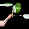 plant/M. Albo 3 leaf half moon top cut-1-thumbnail