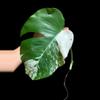 plant/M. Albo mid cut-0-thumbnail