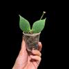plant/H. Polyneura unrooted-0-thumbnail