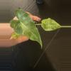plant/Gageana aurea-0-thumbnail