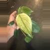 plant/Monstera Mint TC-0-thumbnail