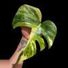 plant/M. Aurea tricolor mid cut-0-thumbnail
