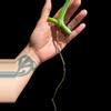 plant/M. Albo mid cut-1-thumbnail
