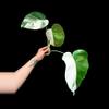 plant/M. Albo 3 leaf half moon top cut-0-thumbnail
