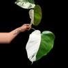 plant/M. Albo 3 leaf half moon top cut-2-thumbnail