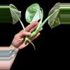 plant/M. Albo 3 leaf half moon top cut-3-thumbnail