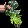 plant/M. Thai constellation-0-thumbnail
