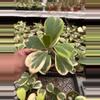 plant/Hoya Kerrii Variegated 4” - seller’s choice-0-thumbnail