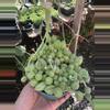 plant/String of Watermelons 4” - seller’s choice-0-thumbnail