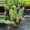 plant/Burro’s Tails 4” - seller’s choice-0-thumbnail