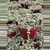 plant/Variegated String of Pearls 4” - seller’s choice-0-thumbnail
