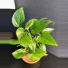 plant/Marble Pothos || P005-0-thumbnail