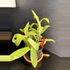 plant/Tradescantia || P003-0-thumbnail