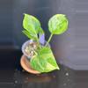 plant/GG pothos || P009-0-thumbnail