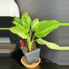 plant/Agleonema Spathonema || P013-0-thumbnail