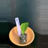 plant/Rooted ZZ leaf || P008-0-thumbnail