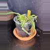 plant/Curly Spider ‘Bonnie’ || P012-0-thumbnail