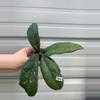 plant/1832 leoensis splash-0-thumbnail