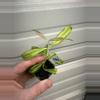 plant/1869 Yingjangensis-0-thumbnail