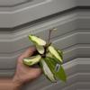 plant/1885 Acuta var-0-thumbnail