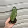 plant/1891 bahoi splash-0-thumbnail