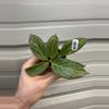 plant/1908 obscura silver with growth-0-thumbnail