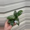 plant/1159 memoria x unknown-0-thumbnail