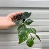 plant/1820 Polyneura broget-0-thumbnail