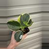 plant/1962 pachyclada albo large / round leaf-0-thumbnail