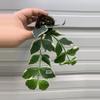 plant/1817 Polyneura albo-0-thumbnail