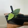 plant/Anthurium “Zara” F4 x (AOS DF or debilis)-0-thumbnail