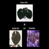 plant/Anthurium “Zara” F4 x (AOS DF or debilis)-1-thumbnail
