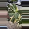 plant/PL9750: Pachyclada Albomarginata-0-thumbnail