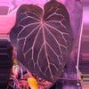 plant/Carlablackiae Amanda x BWM-1-thumbnail