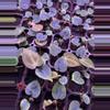 plant/Carla gph self x chocolate crystal-0-thumbnail