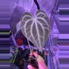 plant/King of clari x self-0-thumbnail