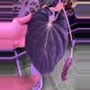 plant/Antolakii RF1 x Dark Star hold back-2-thumbnail