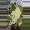 plant/PL9773: Variegated Syngonium Chiapense-0-thumbnail