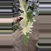 plant/PL9795: Variegated Golden Dragon PRESALE ships 9/22-0-thumbnail